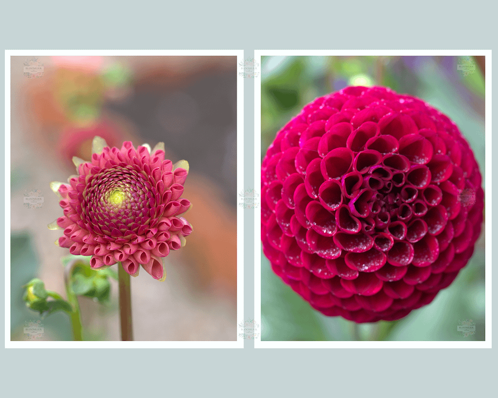 Dahlia (34) Carolina Wagemans dahlia