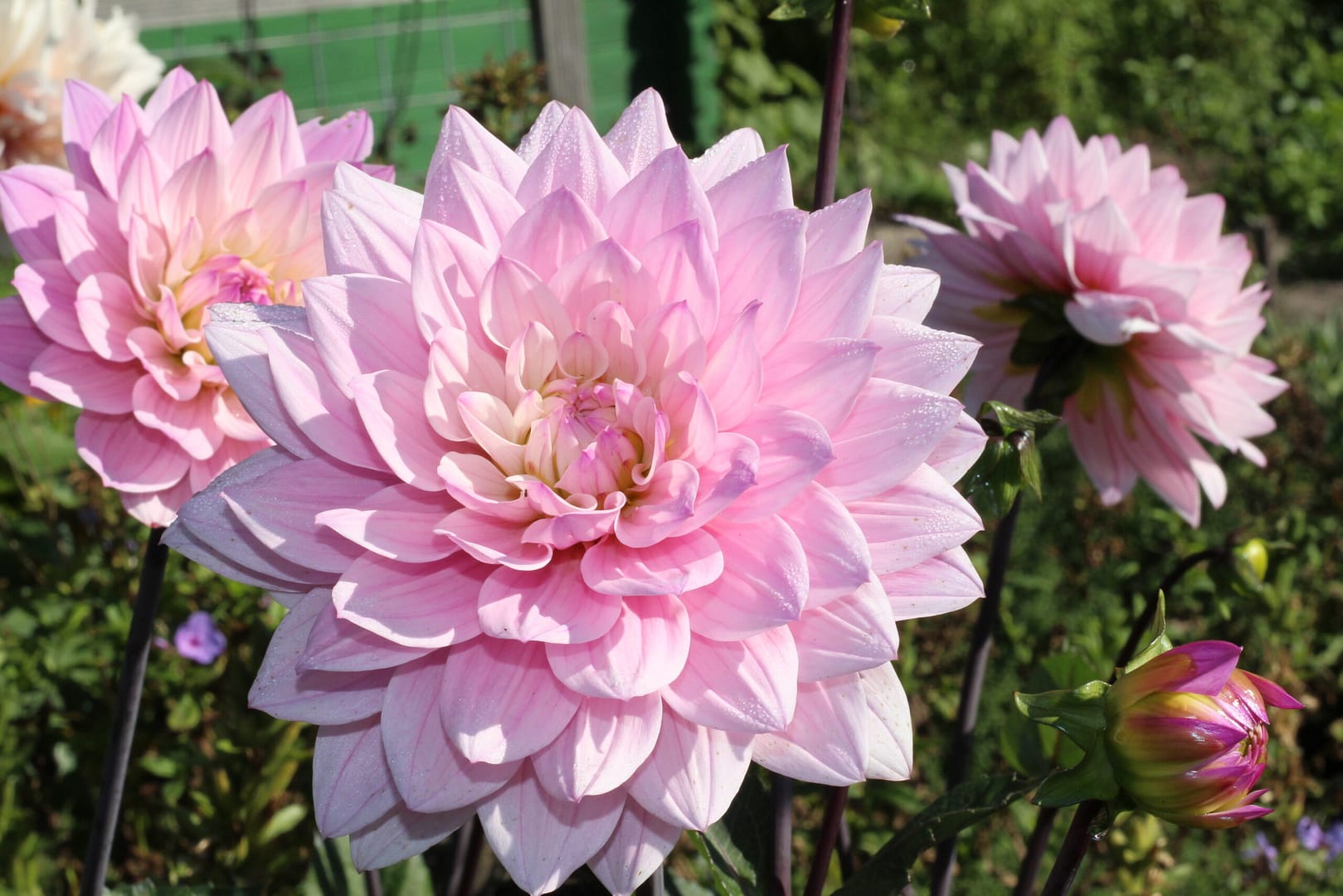 Karma Prospero Dahlia