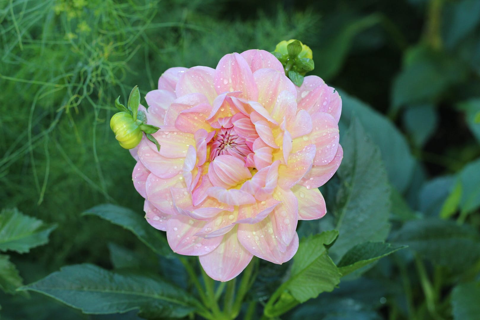 Beautiful Hapen Old Charm Dahlia