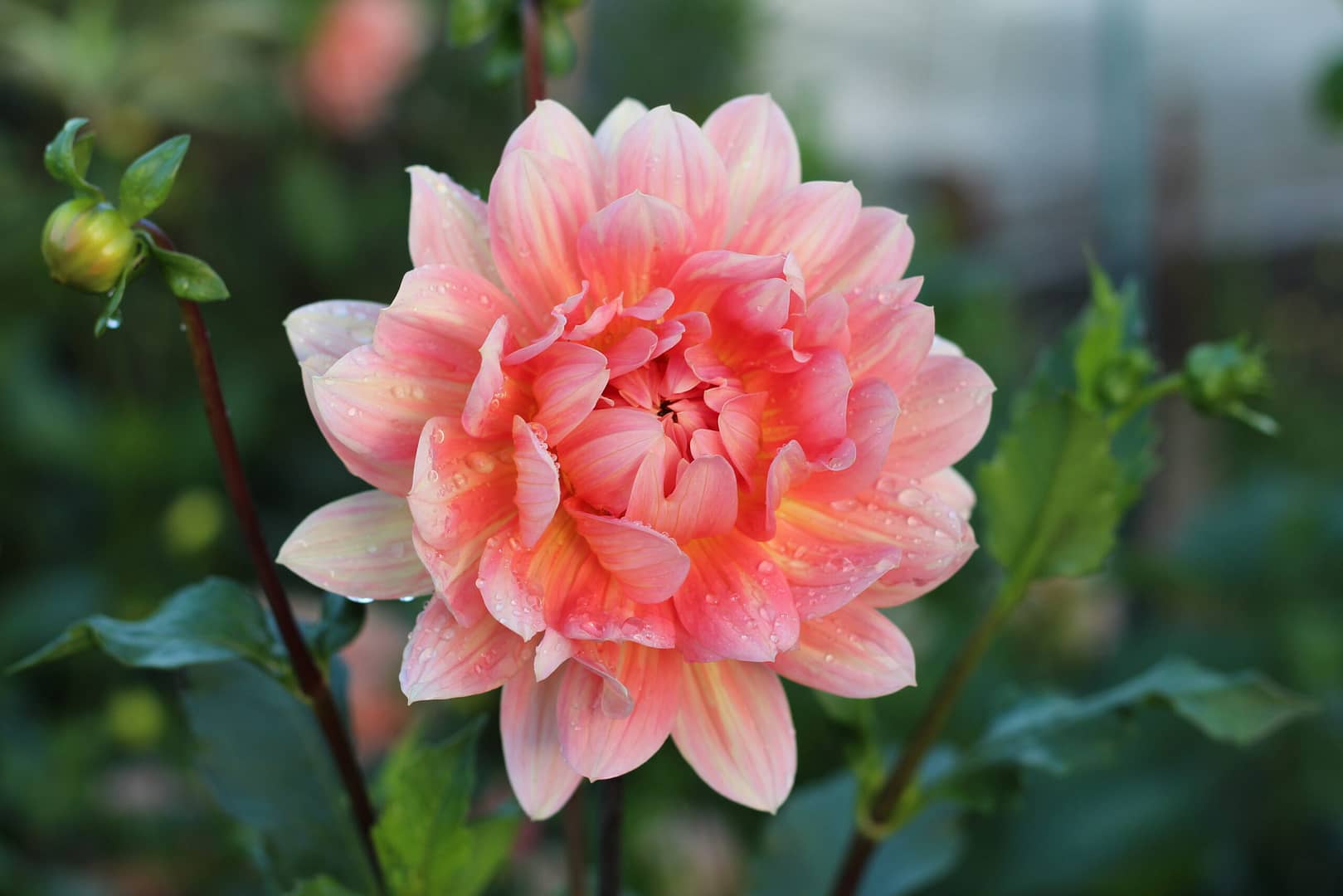 Carolina Wagemans dahlia