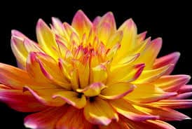 Test Products - Bicolor Dahlia Flower – Yellow & Red Petals