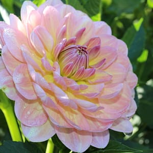 Hapet Old Charm Dahlia
